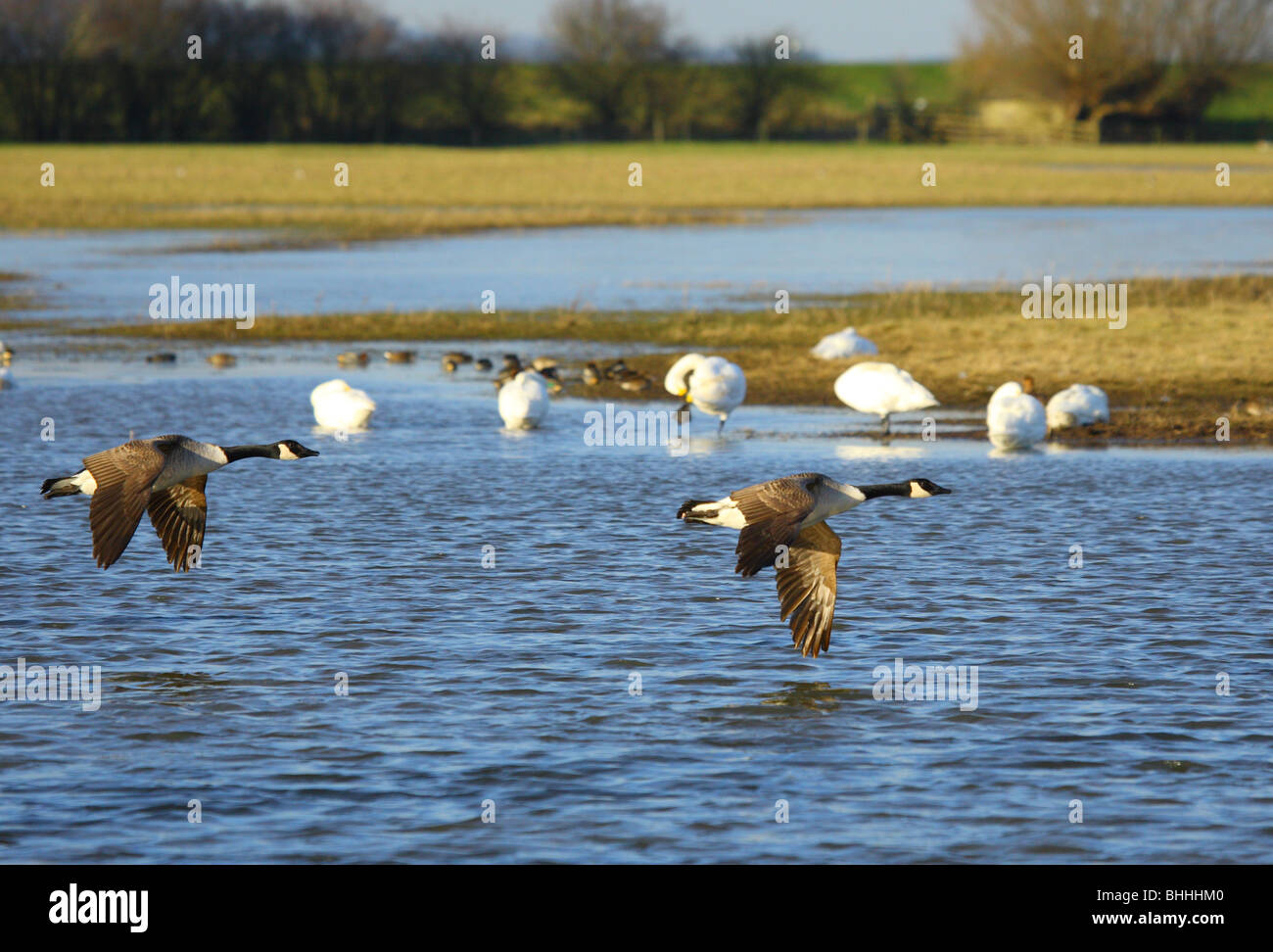 Canada geese in formation Stock Photo