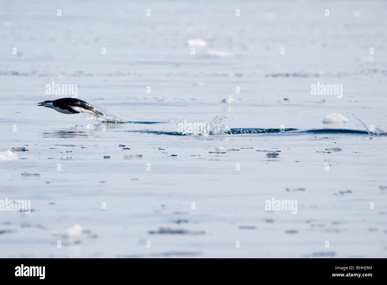 A Chinstrap Penguin (Pygoscelis antarcticus) porpoises through the air