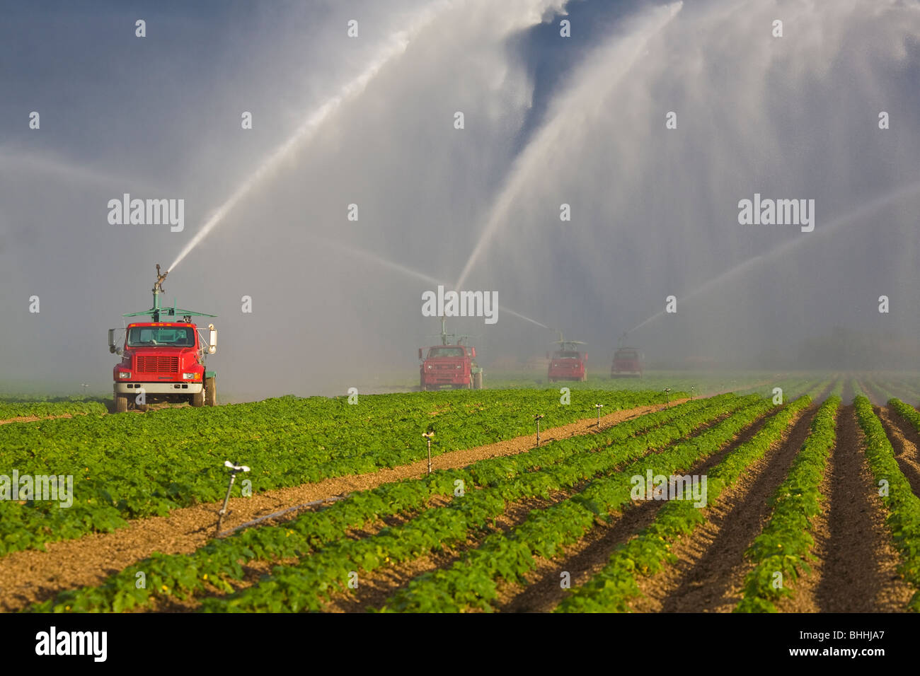 Sprinklers spraying water irrigating farm fields in Homestead Florida