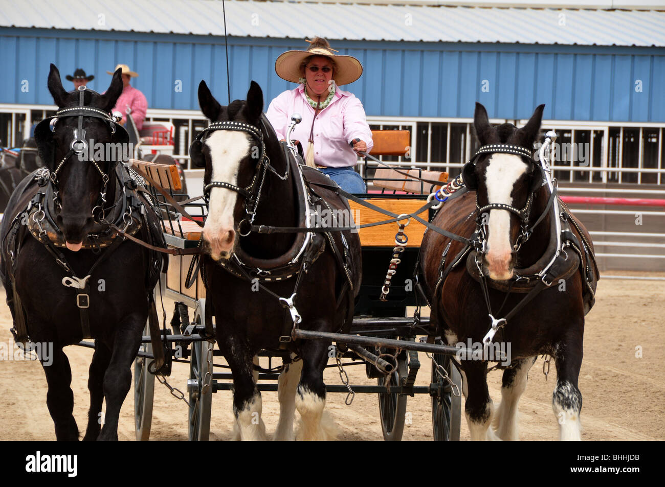 USA, Idaho, Boise, Western Idaho Fair, Draft Horse Competition, Three