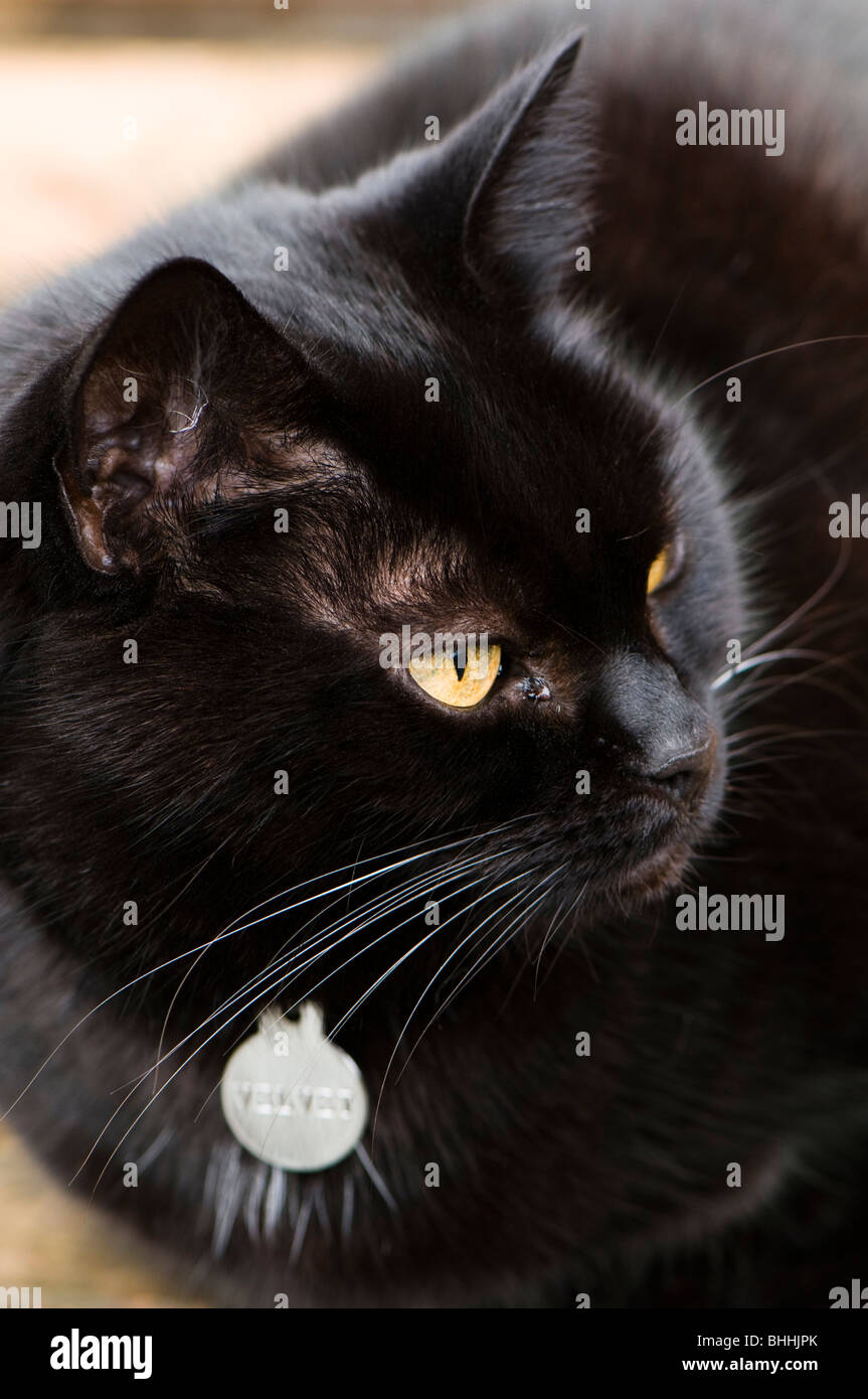 Domestic black cat sat on a garden bench Stock Photo - Alamy