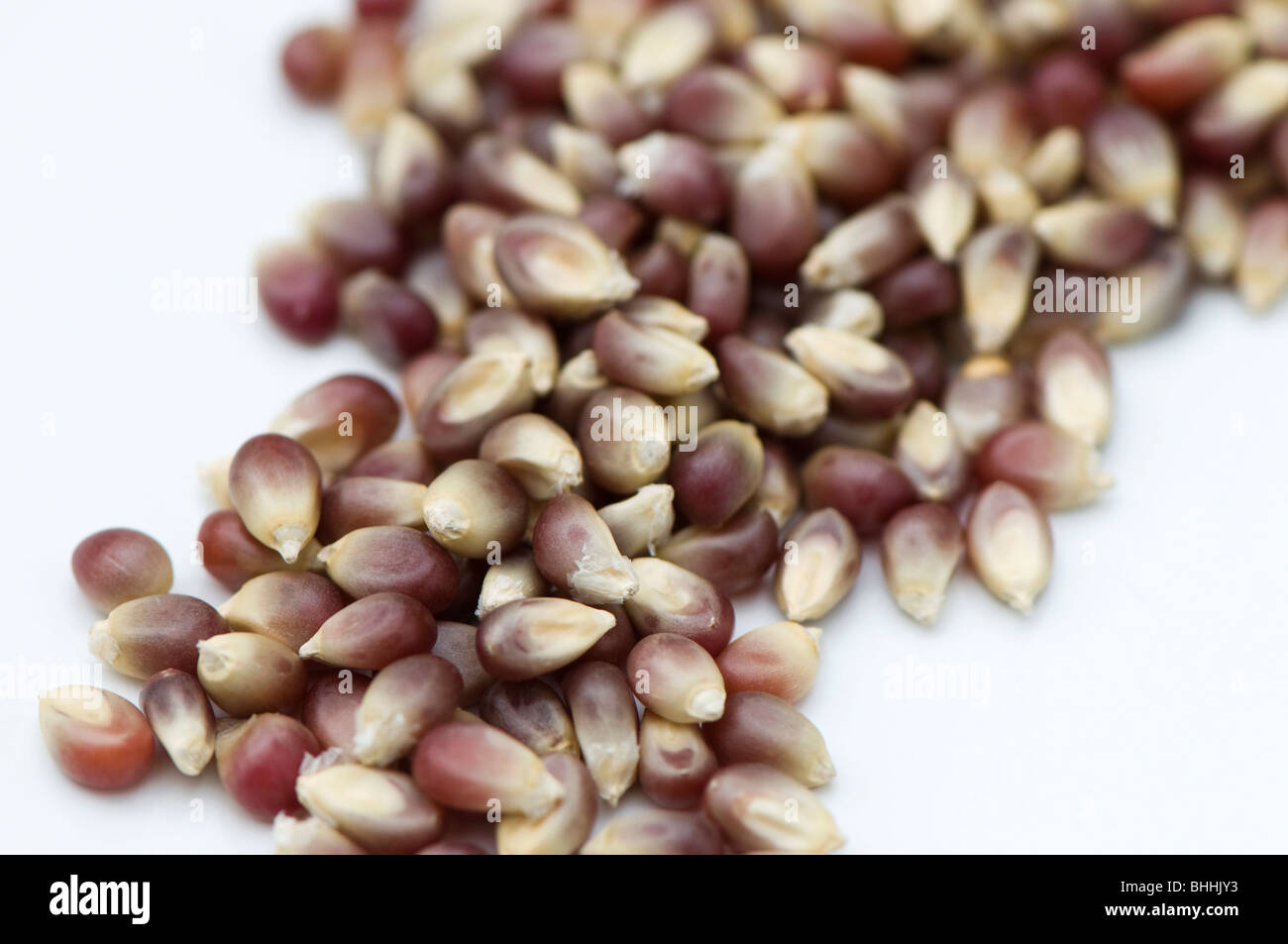 Close up of unpopped Pink Blossom popping corn kernels Stock Photo Alamy