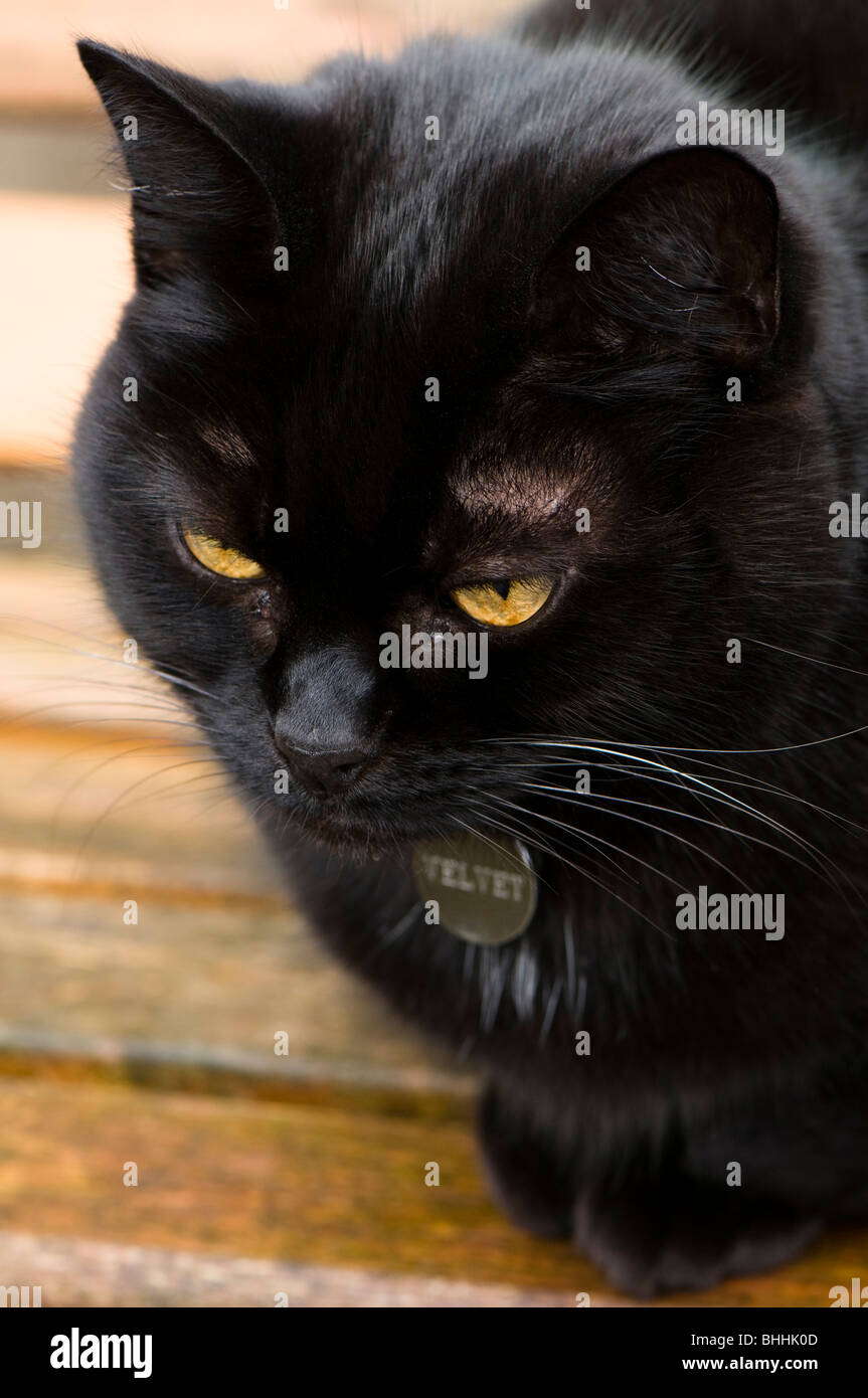 Domestic black cat sat on a garden bench Stock Photo - Alamy
