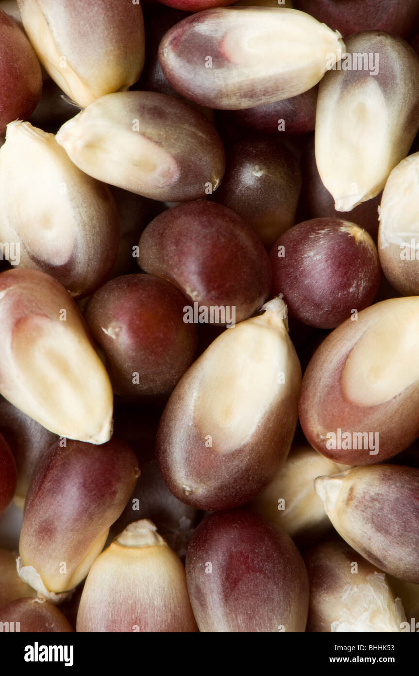 Close up of unpopped Pink Blossom popping corn kernels Stock Photo Alamy