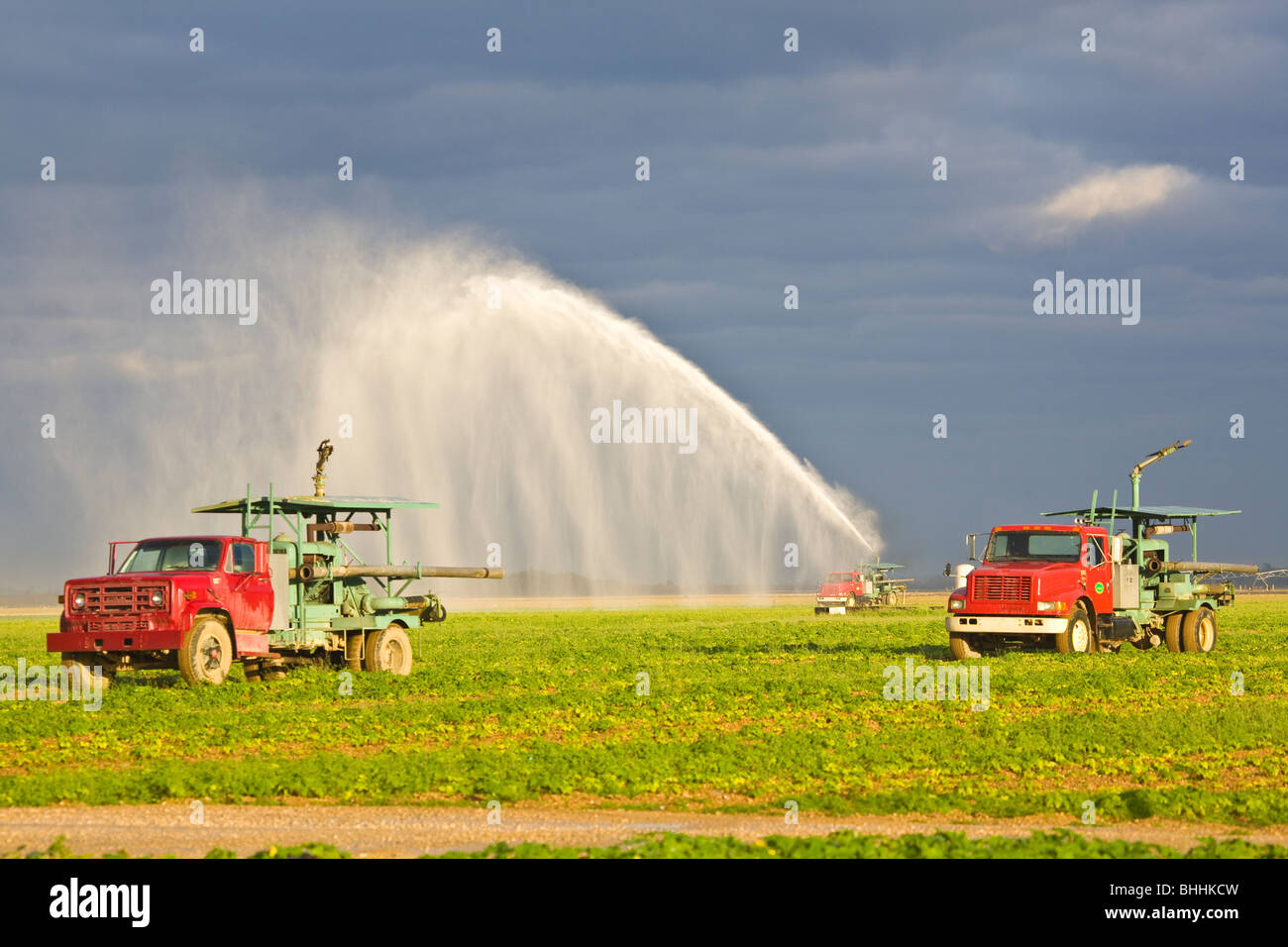 Sprinklers spraying water irrigating farm fields in Homestead Florida