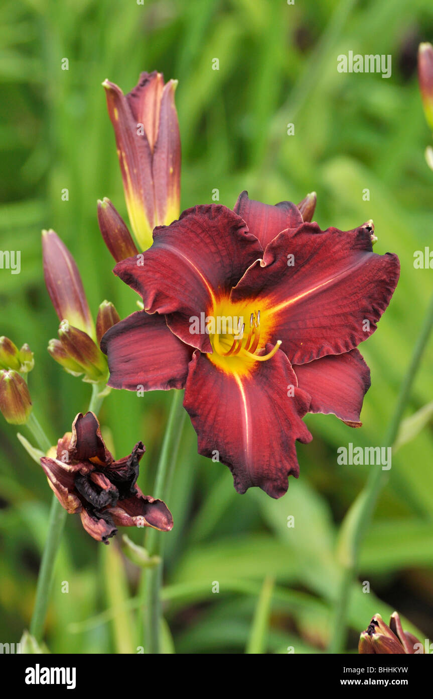Day lily (Hemerocallis Ed Murray) Stock Photo