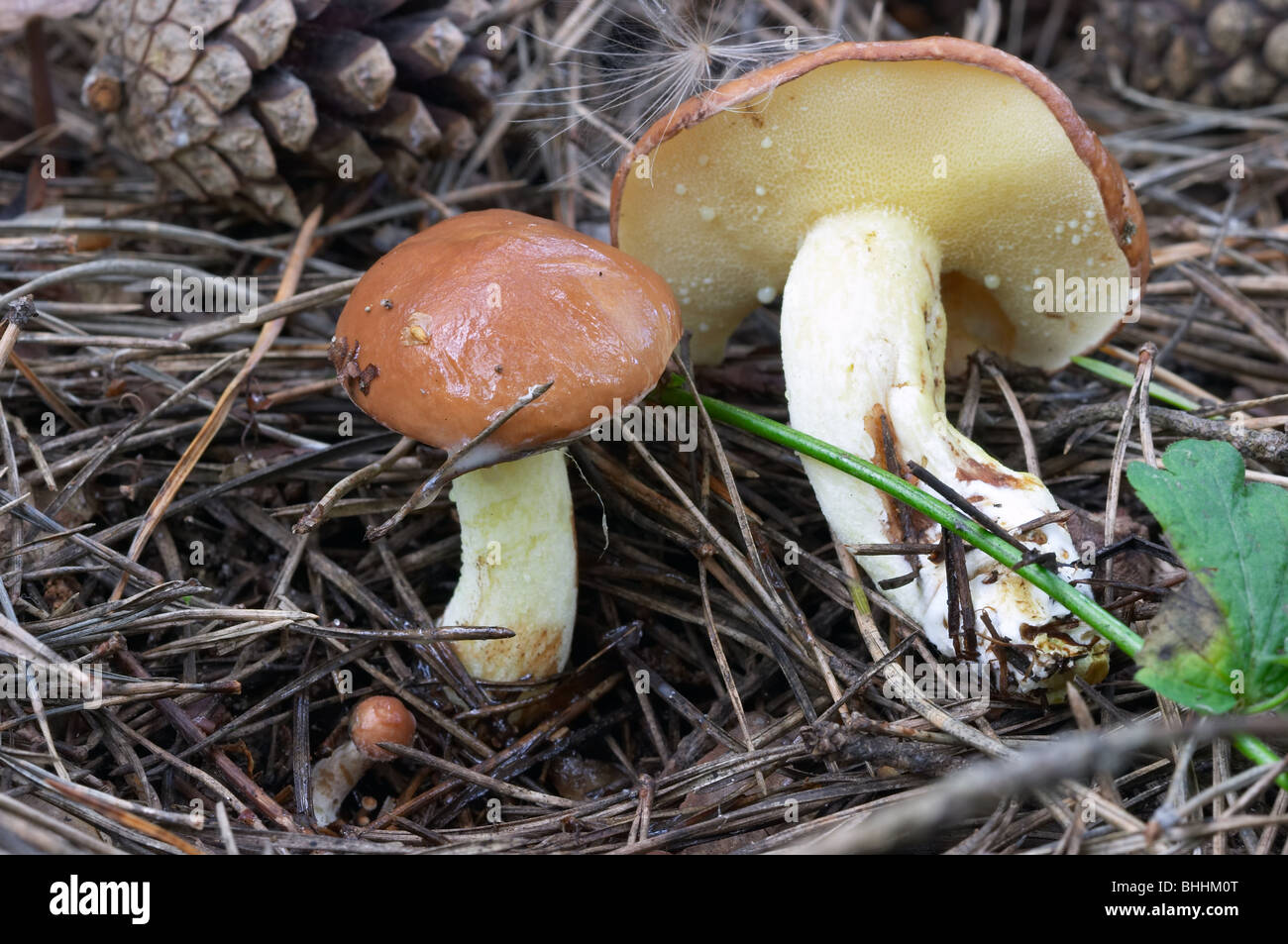 Mushrooms are among the pine cones and needles - Suillus granulatus Stock Photo