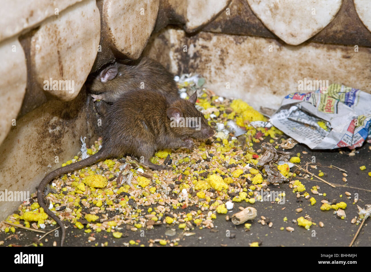 Rats eating food offered by pilgrims. Karni Mata Temple. Deshnok (near Bikaner). Rajasthan. India Stock Photo
