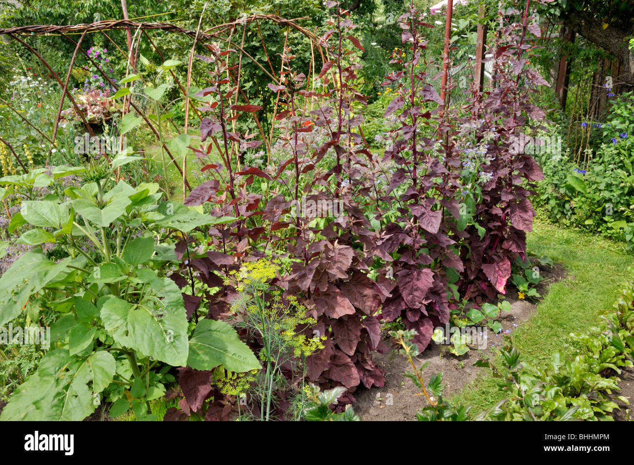 Red garden orache (Atriplex hortensis var. rubra) in a vegetable garden. Design: Susanna Komischke Stock Photo