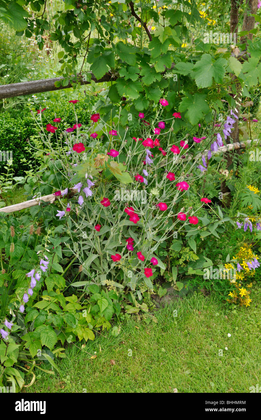 Crown pink (Lychnis coronaria syn. Silene coronaria), bellflower (Campanula) and grape vine (Vitis vinifera). Design: Susanna Komischke Stock Photo