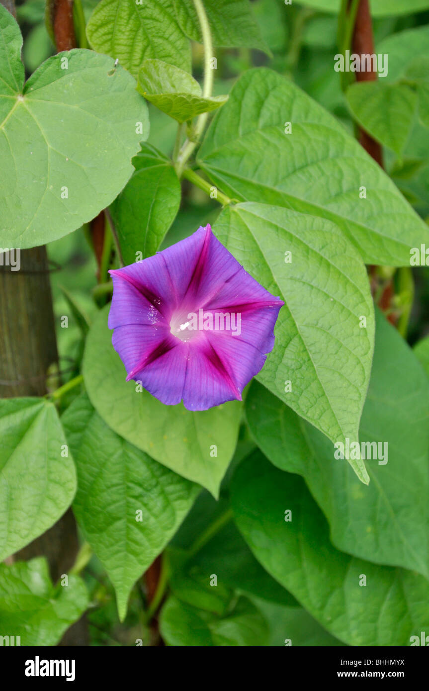 Common morning glory (Ipomoea purpurea) Stock Photo