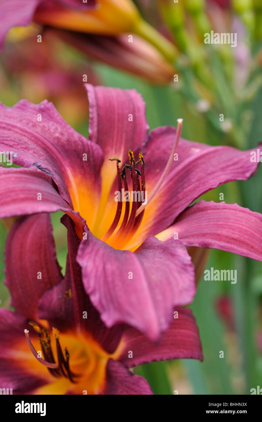 Day lily (Hemerocallis Prophet) Stock Photo