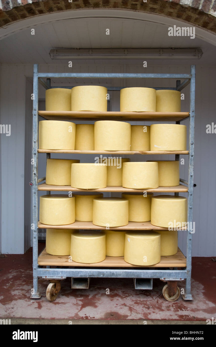 Cheeses air drying Stock Photo