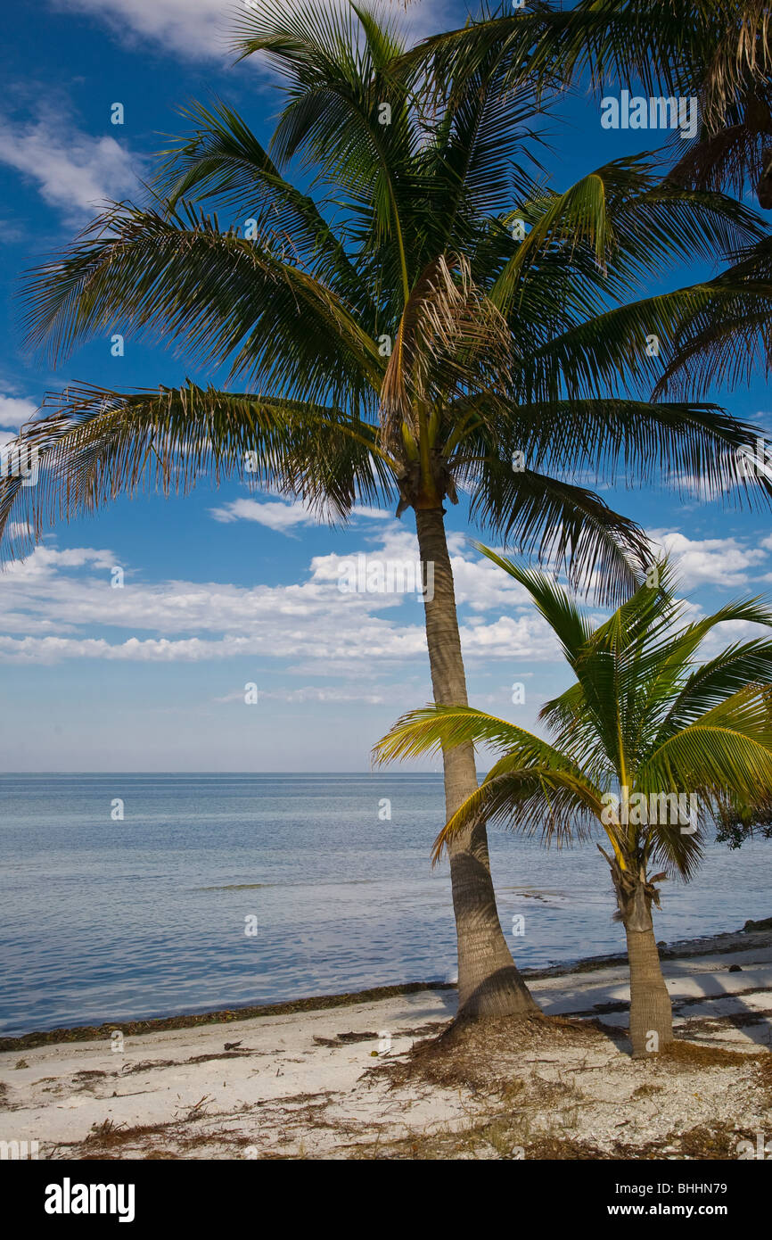 Palm trees on the beach in the Bokeelia area on Pine Island Florida
