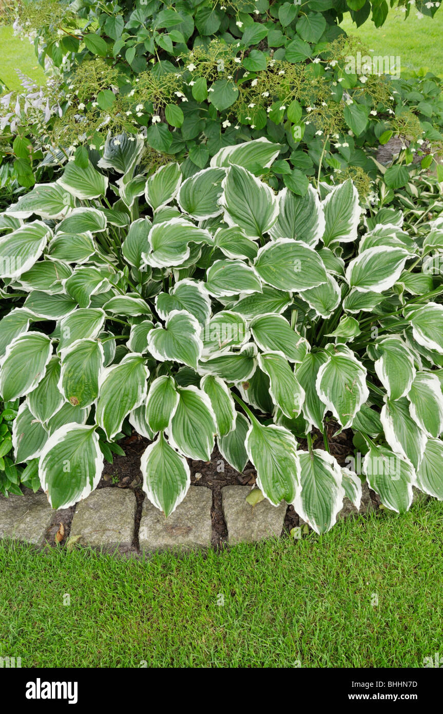 Plantain lily (Hosta) Stock Photo
