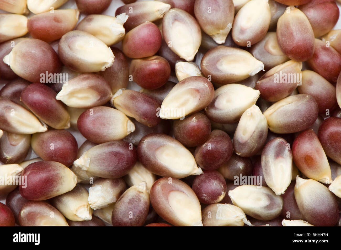 Close up of unpopped Pink Blossom popping corn kernels Stock Photo