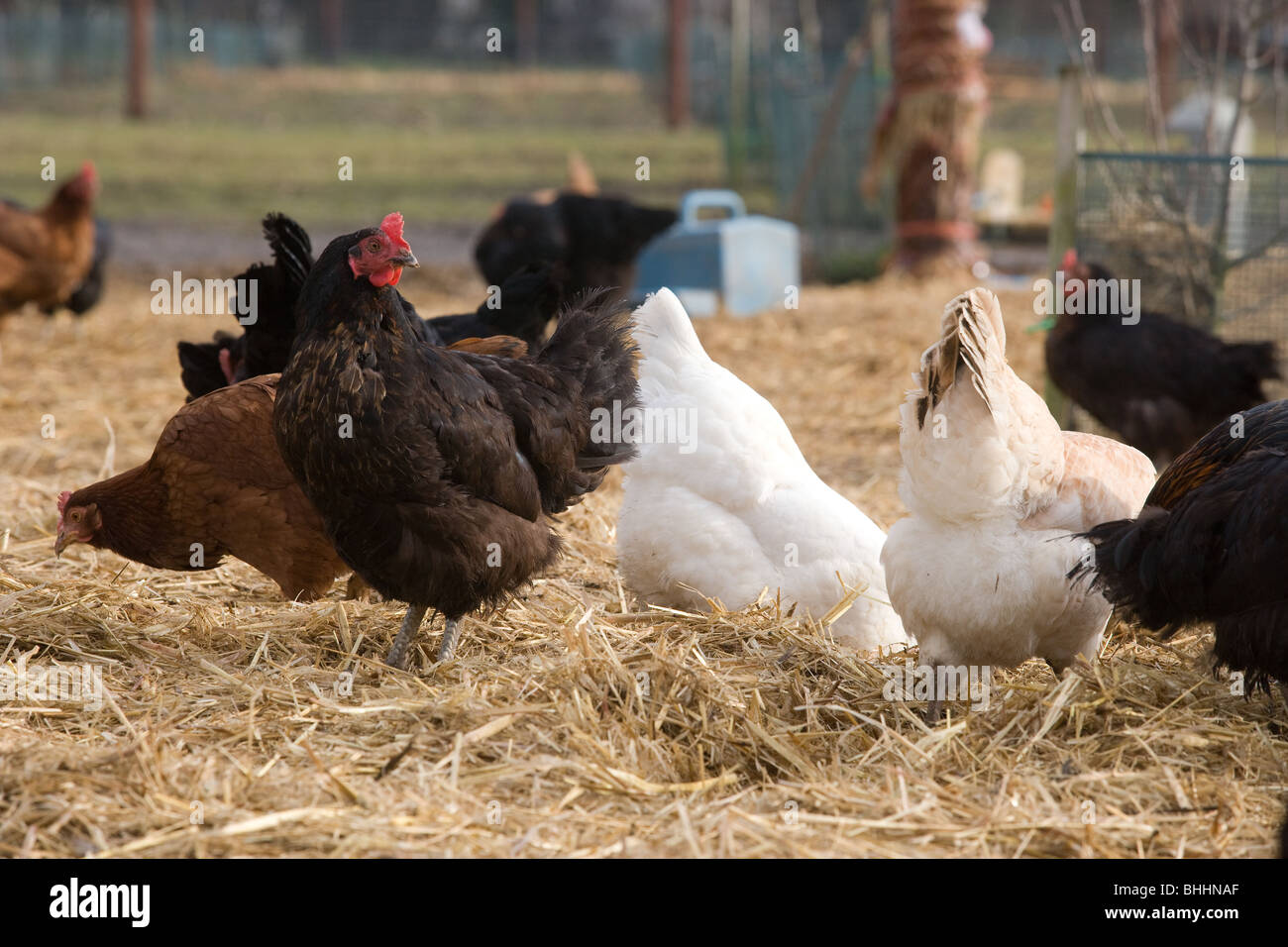 Free range organic chickens Stock Photo Alamy