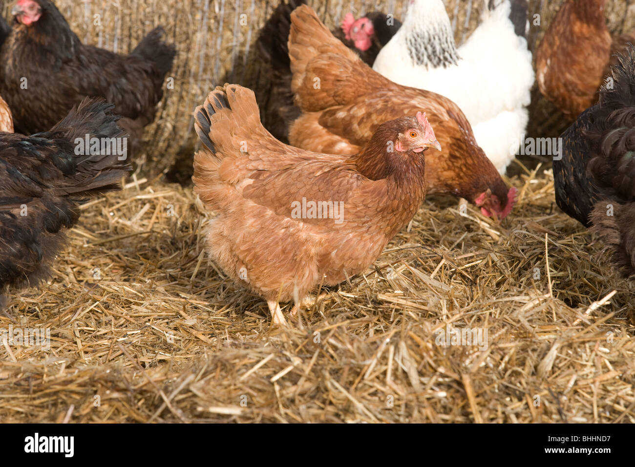 Free range organic chickens Stock Photo Alamy