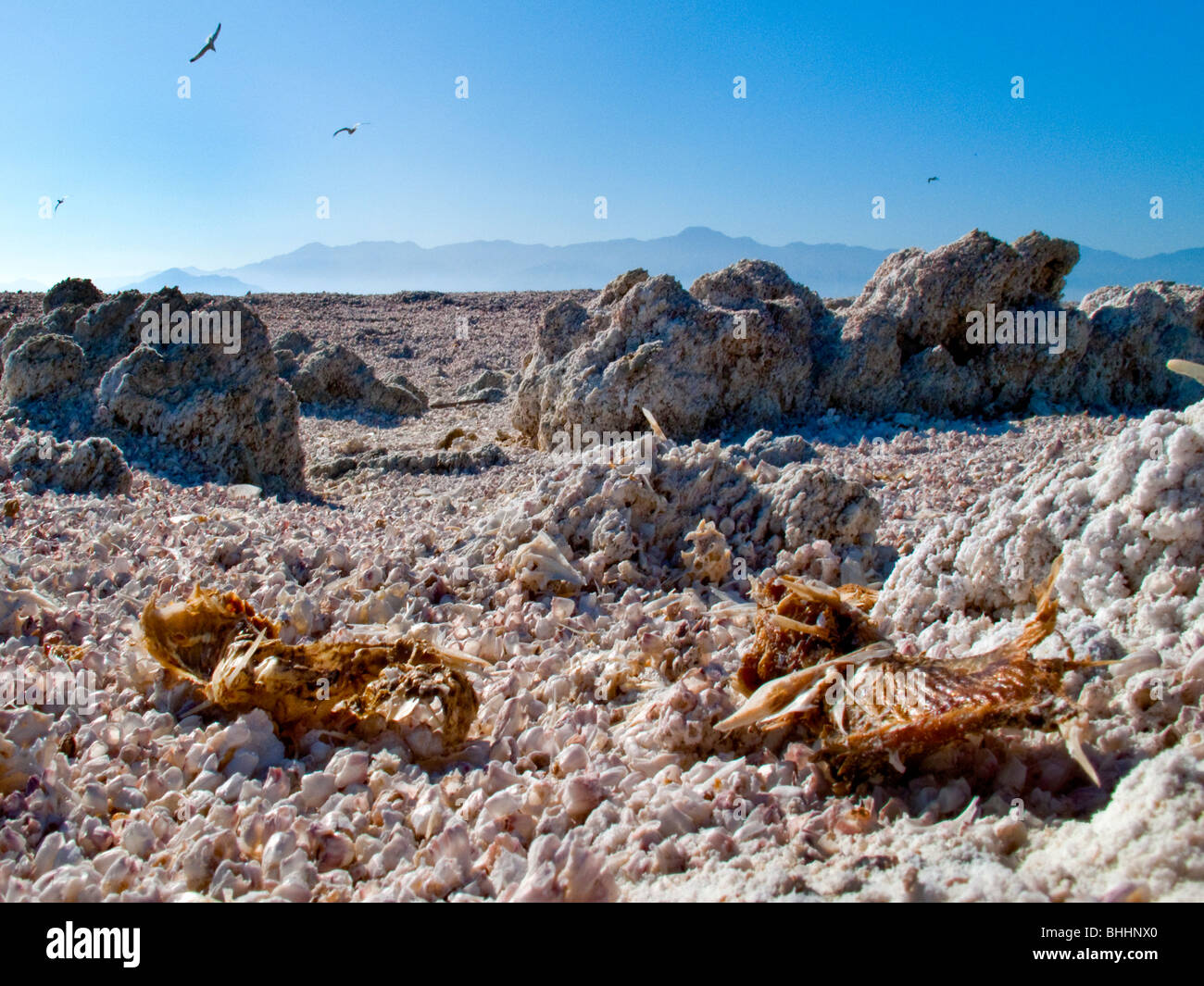 Dead Tilapia fish lie on the alkali flats of the south shore of Southern California's Salton Sea Stock Photo