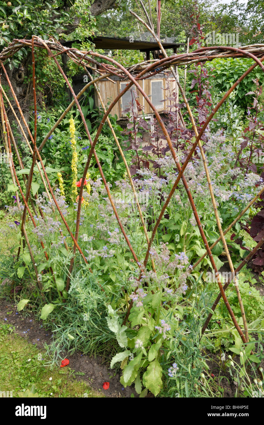 Borage (Borago officinalis) in a vegetable garden with rabbit hutch ...