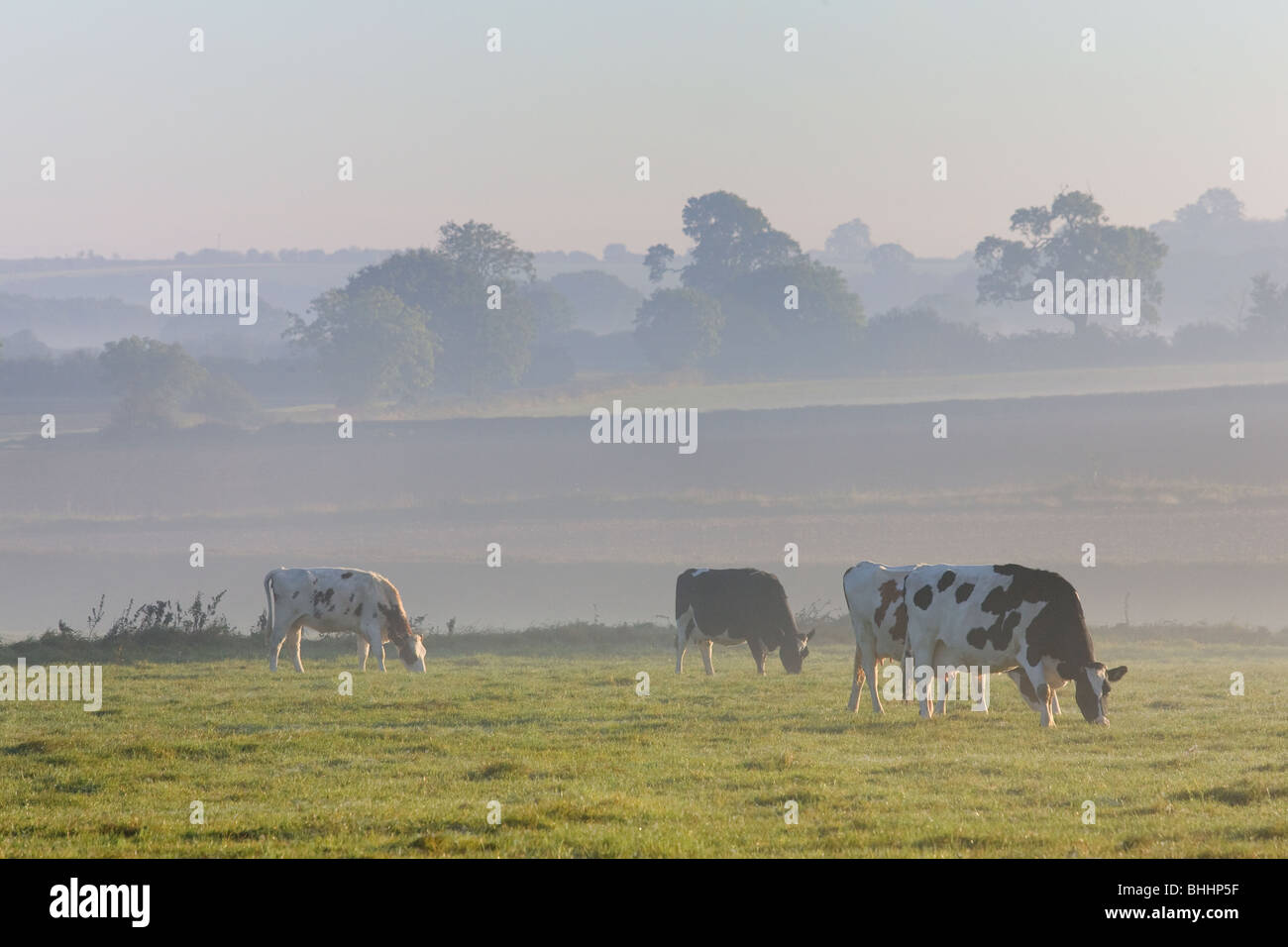 Dairy cows in the early morning mist Stock Photo