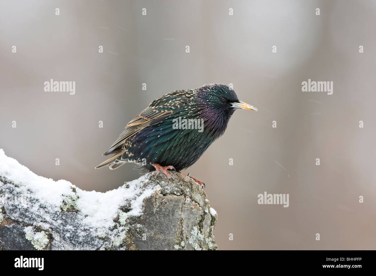 European Starling in Snow Stock Photo