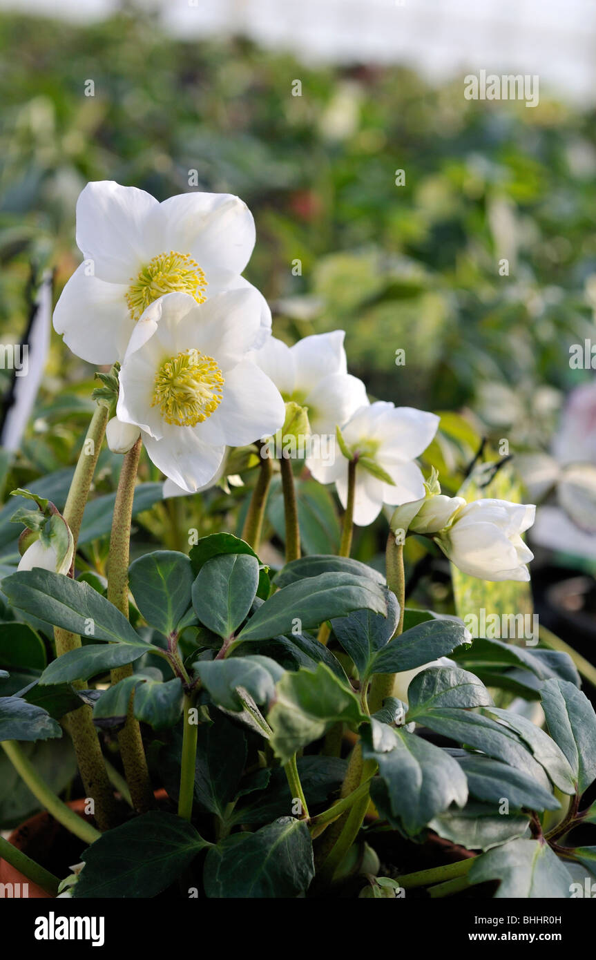 Helleborus niger, Commonly known as hellebores or Lenten rose. Helleborus comprise 20+ species. Many species are poisonous. Stock Photo
