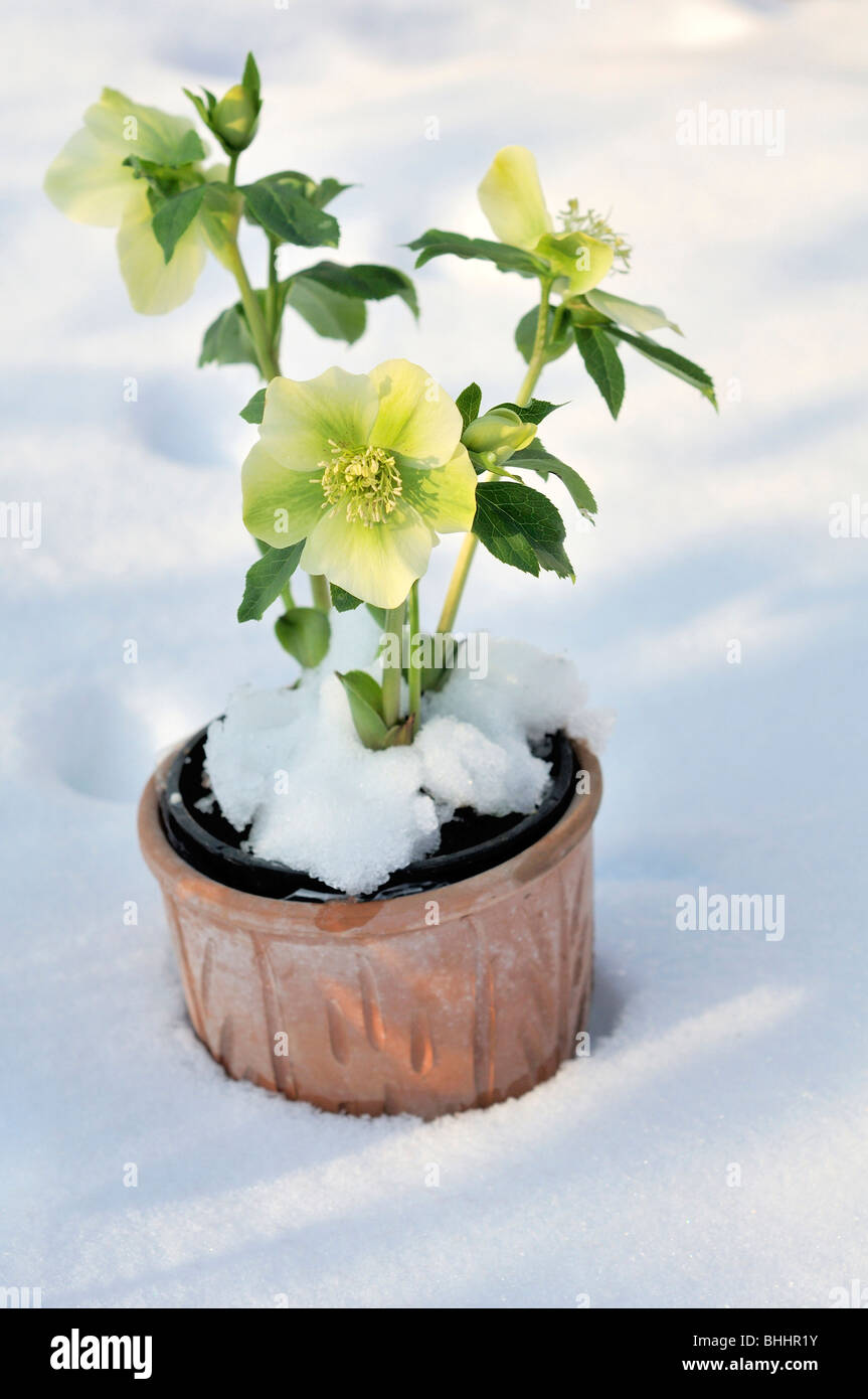 Helleborus orientalis, Commonly known as hellebores or Lenten rose. Helleborus comprise 20+ species. Many species are poisonous. Stock Photo