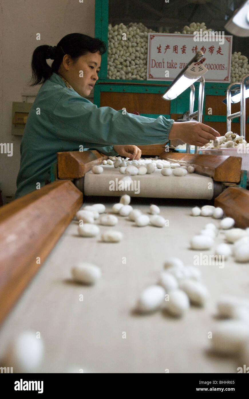 Sorting silk cocoons at the Suzhou No. 1 Silk Factory, Suzhou, Jiangsu province, China Stock Photo