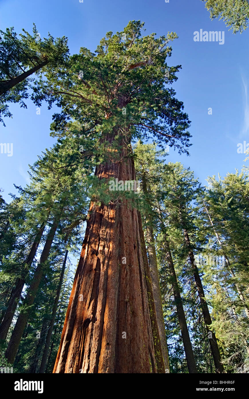 Giant Sequoia Trees of Tuolumne Grove in Yosemite National Park. Stock Photo