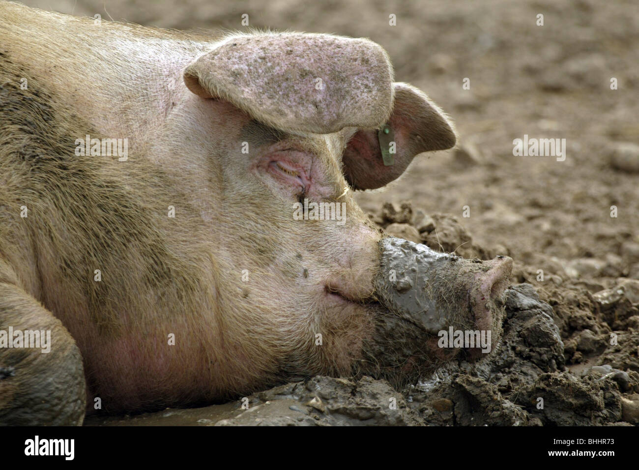 Happy pig hi-res stock photography and images - Alamy