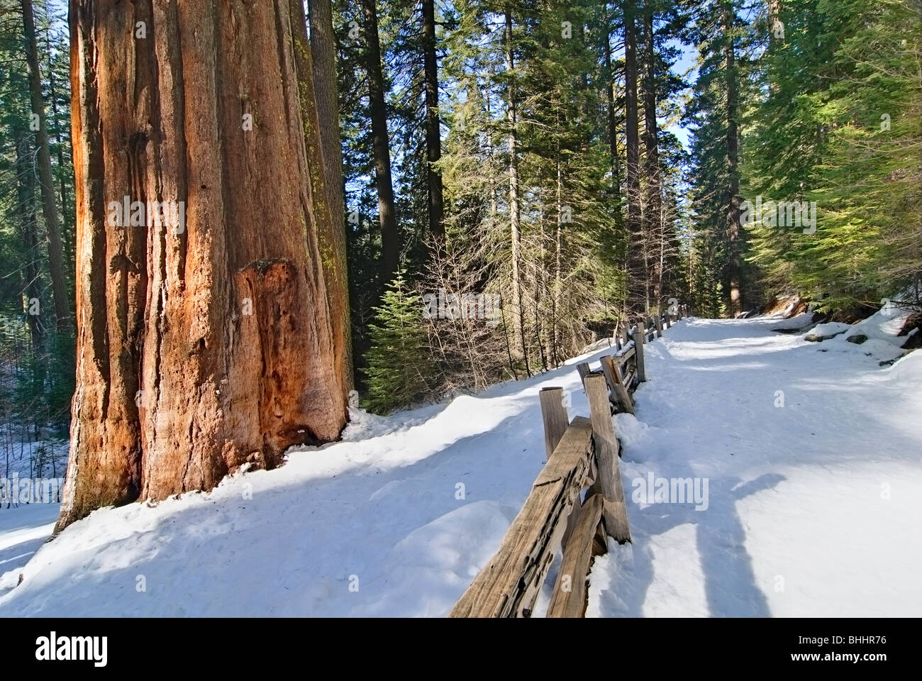 Giant Sequoia Trees of Tuolumne Grove in Yosemite National Park. Stock Photo