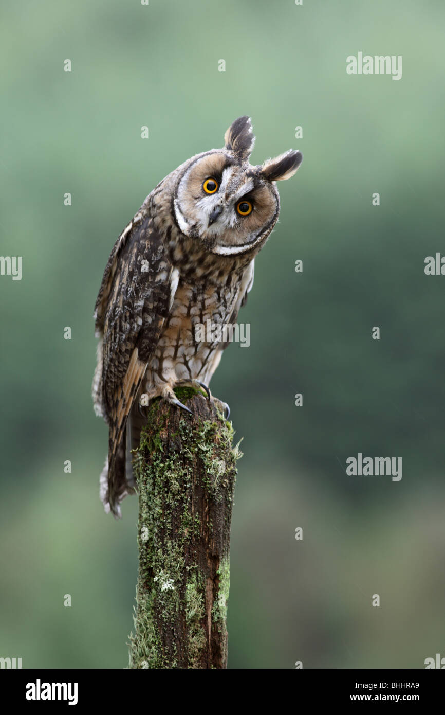 Long eared owl (Asio otus) perching on moss covered stump Stock Photo