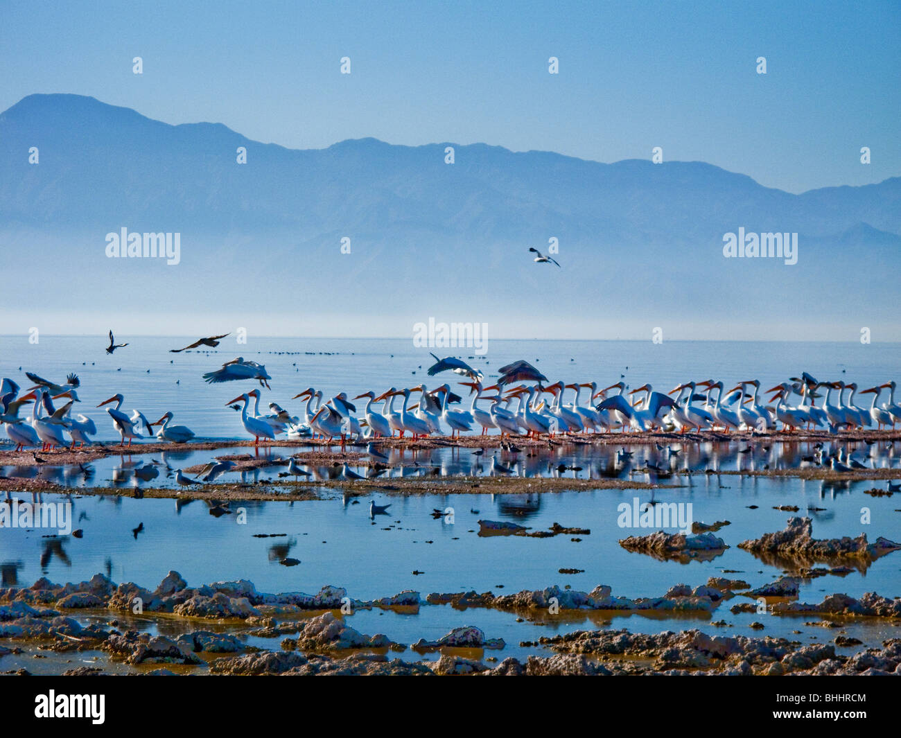 Brown Pelicans (pelicanus occidentalis) gather on alkali flats of the south shore of Southern California's Salton Sea Stock Photo