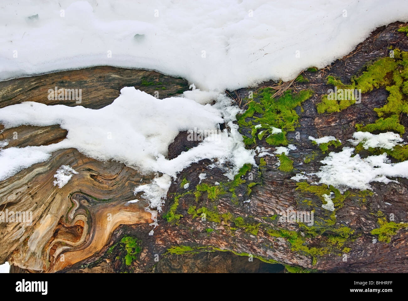 Close up of a giant Sequoia Trees of Tuolumne Grove in Yosemite National Park with moss and snow. Stock Photo