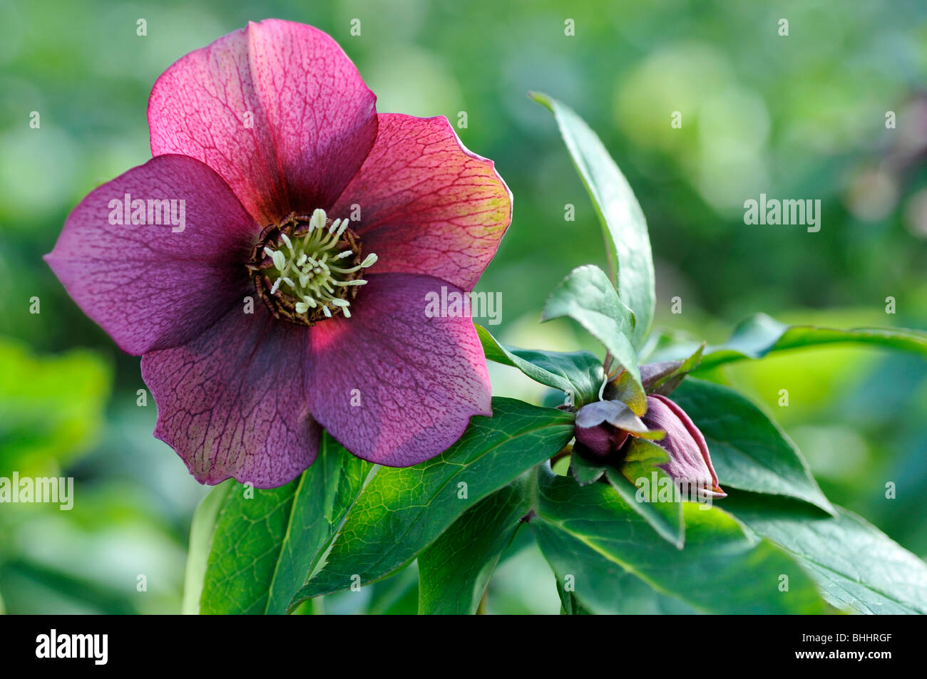 Helleborus orientalis, Commonly known as hellebores or Lenten rose