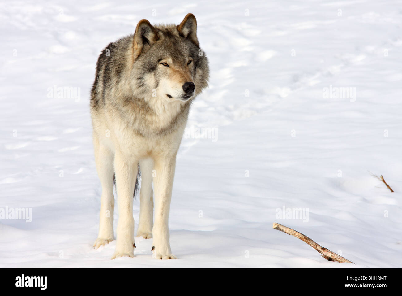 Wild wolf in snow Stock Photo