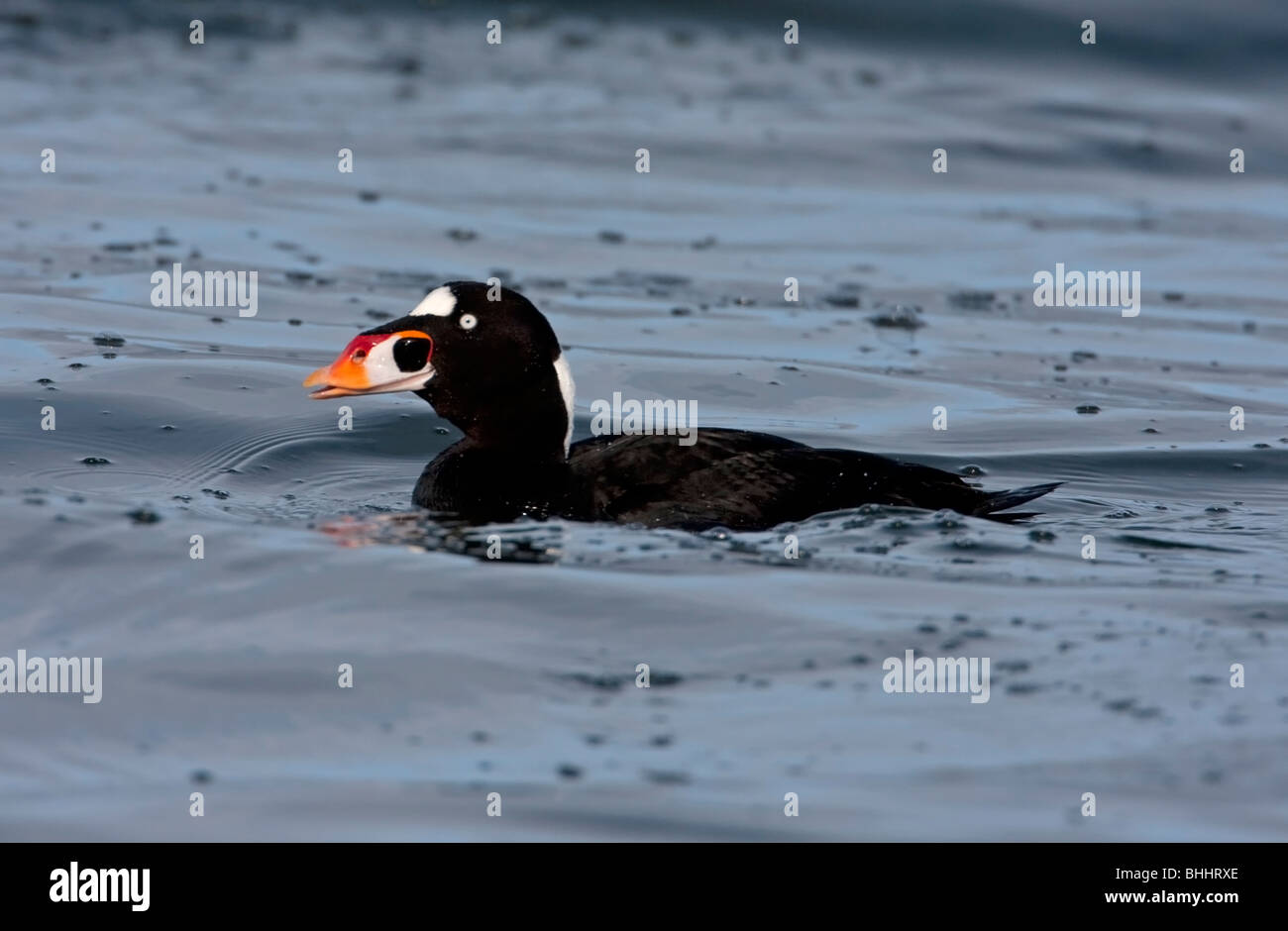 Varnish clams hires stock photography and images Alamy