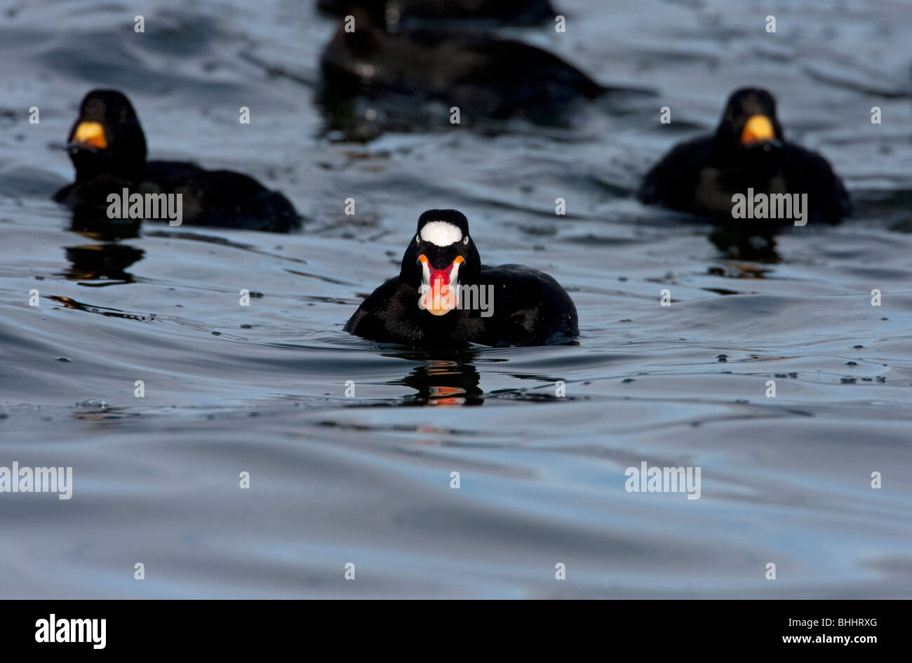 Varnish clams hires stock photography and images Alamy