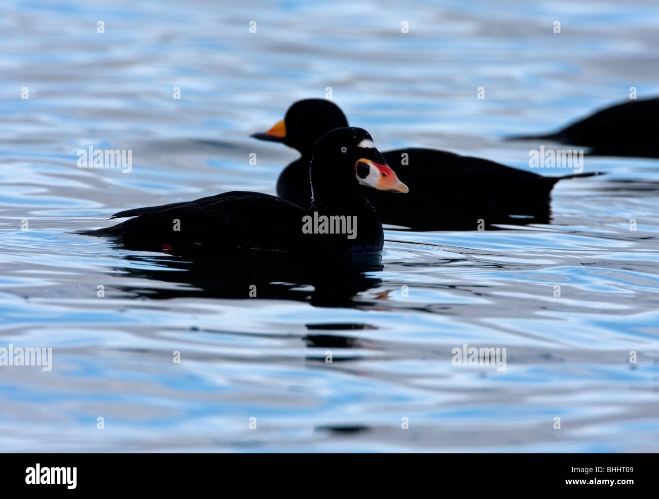 Surf Scoter Melanitta perspicillata on ocean feeding on varnish clams at Qualicum Vancouver