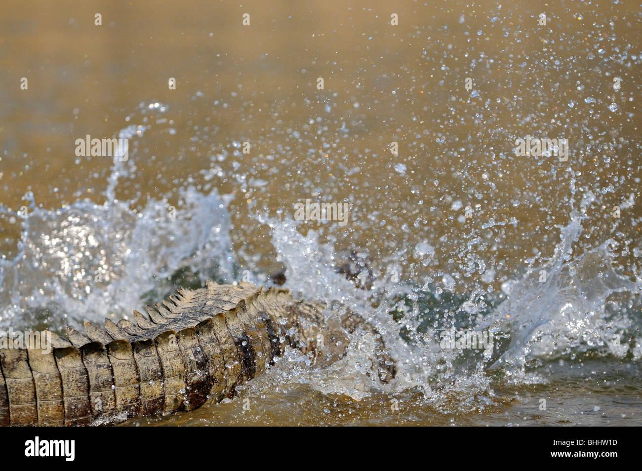 Indian Marsh crocodile's tail splashing water in a river in India Stock Photo