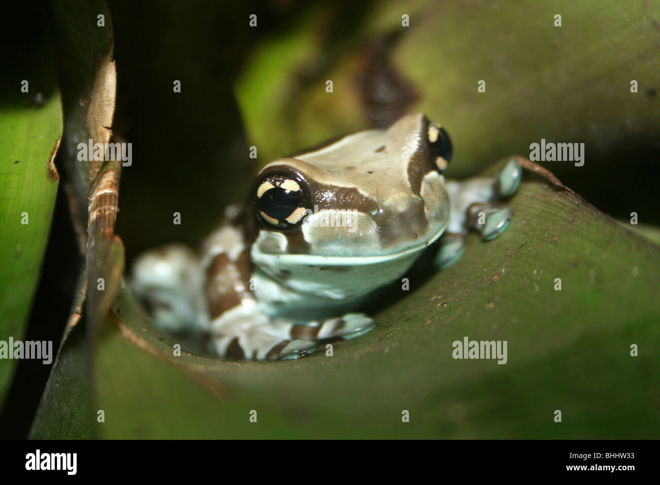 Amazon Milk Frog Trachycephalus resinifictrix Stock Photo