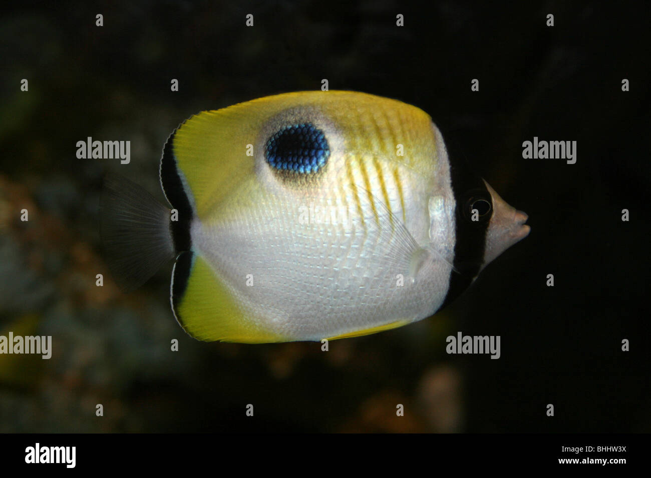 Teardrop Butterflyfish Chaetodon unimaculatus Stock Photo