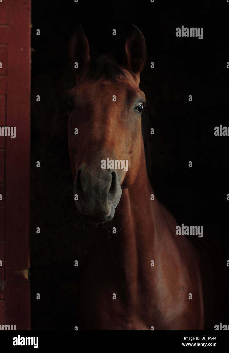 The bay horse in dark stable Stock Photo