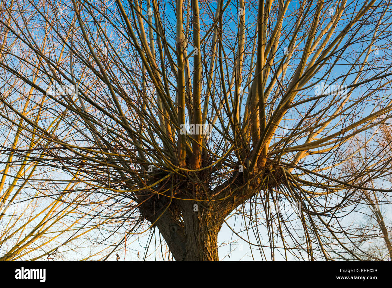 Pollard Willow Tree High Resolution Stock Photography and Images Alamy
