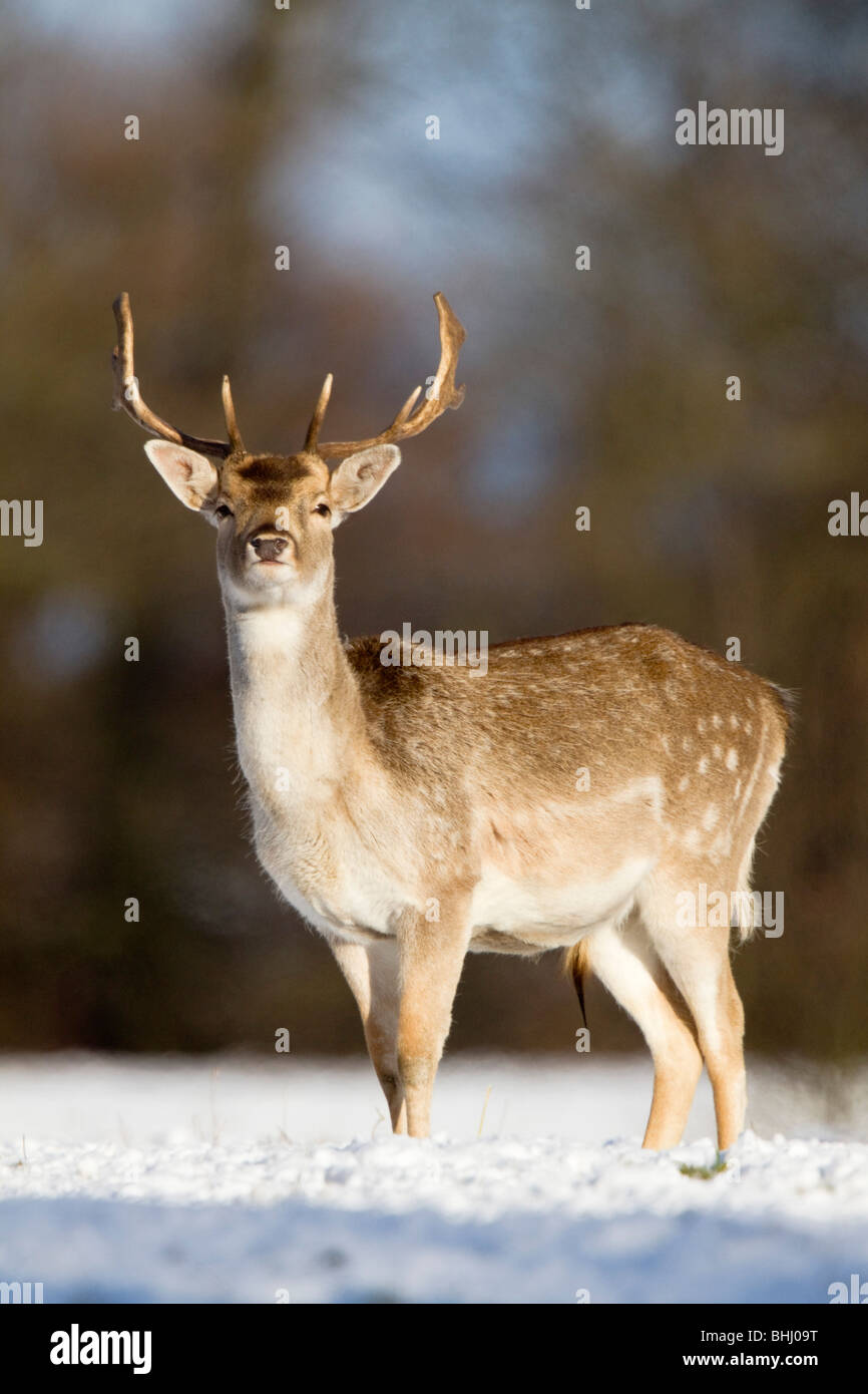 Fallow Deer; Dama dama; in the snow Stock Photo