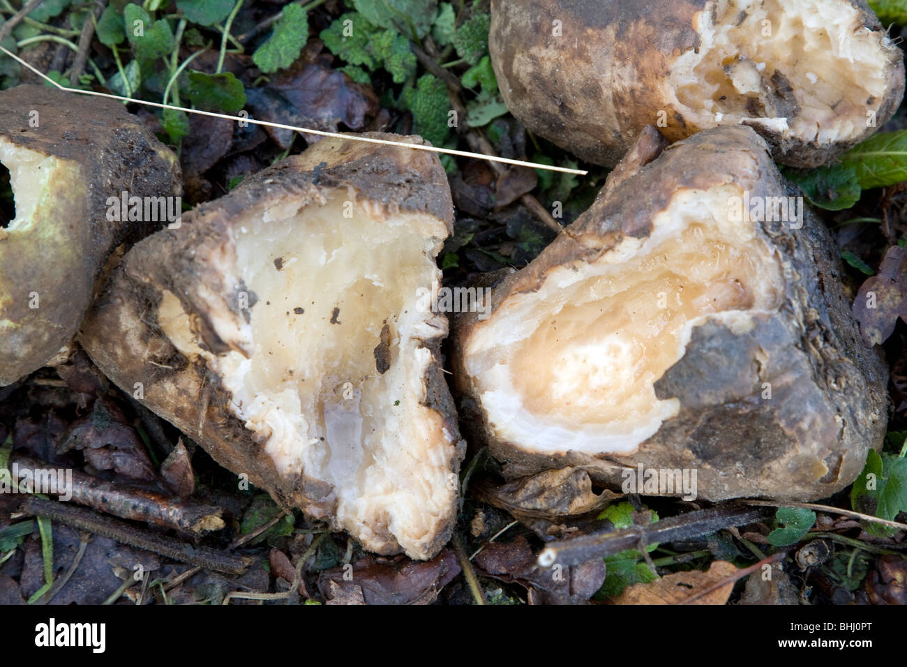 Sugar beet with teeth marks gnawed by rats and other rodents Stock Photo