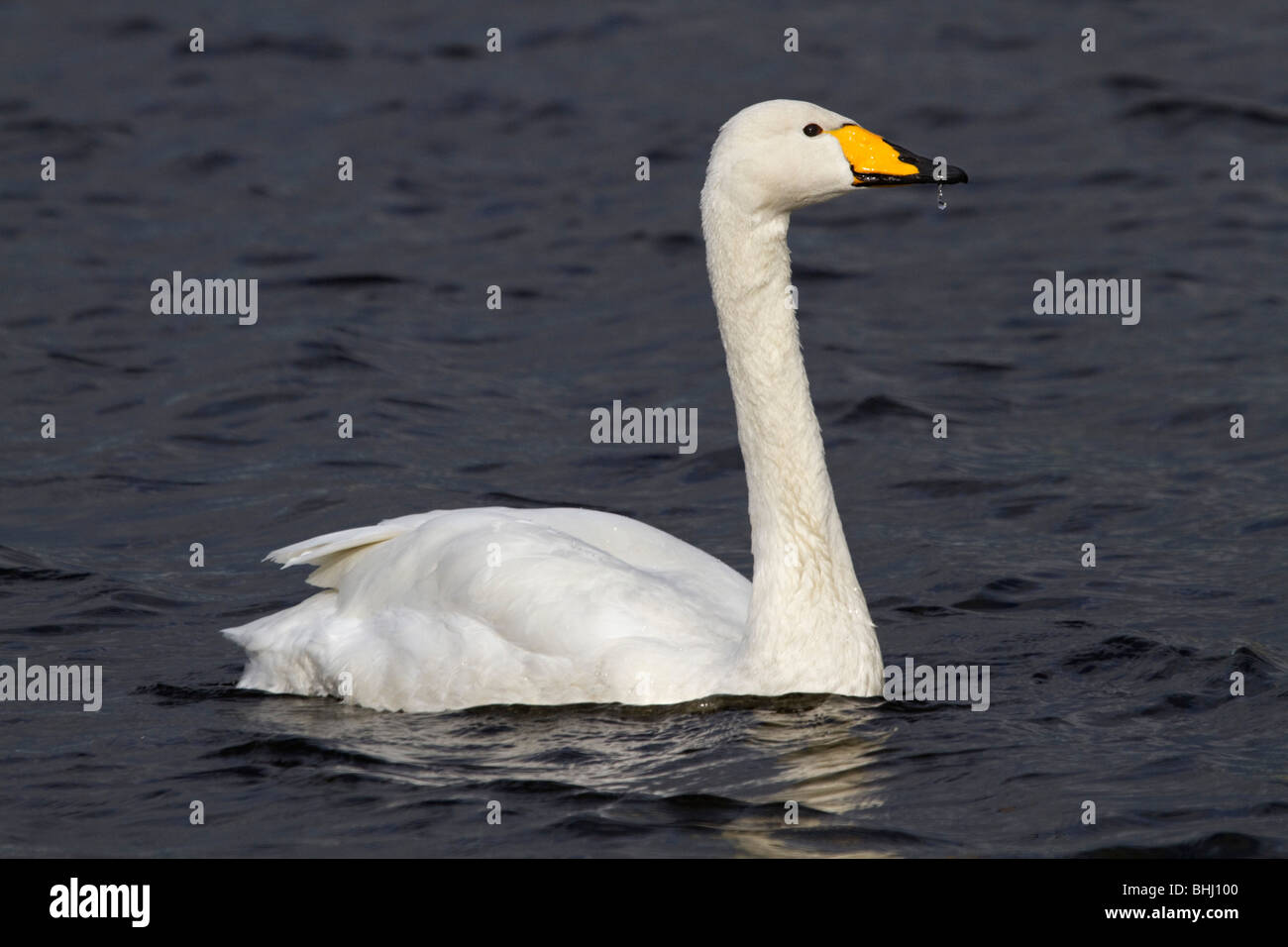 Whooper Swan; Cygnus cygnus; Lancashire; drip on beak Stock Photo