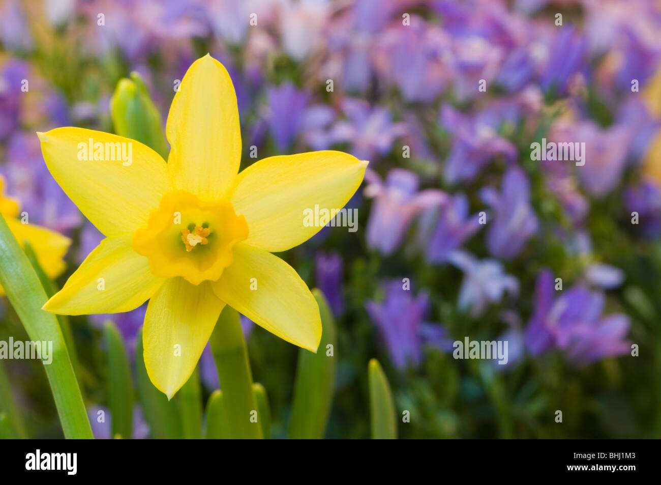 Tete a Tete Narcissus, miniature daffodil flower Stock Photo Alamy