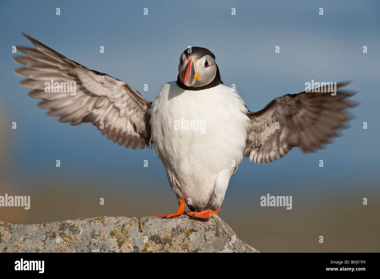 Atlantic Puffin stretched wingspan, Runde island, Norway Stock Photo